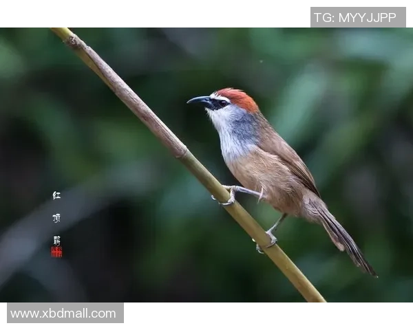 足球明星亚克力艺术作品展现运动之美与激情的完美结合